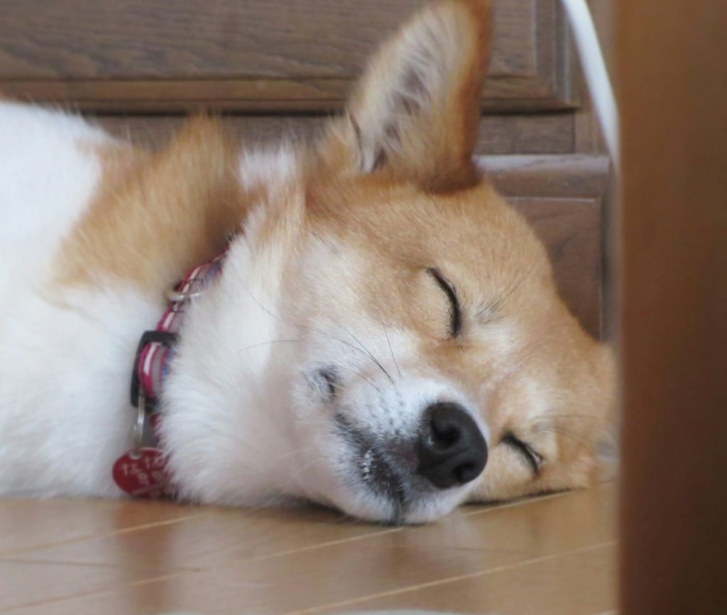 ドッグフードによる糞の匂いの軽減を願って！ワンちゃんの健康維持に！