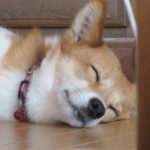 ドッグフードによる糞の匂いの軽減を願って!ワンちゃんの健康維持に!